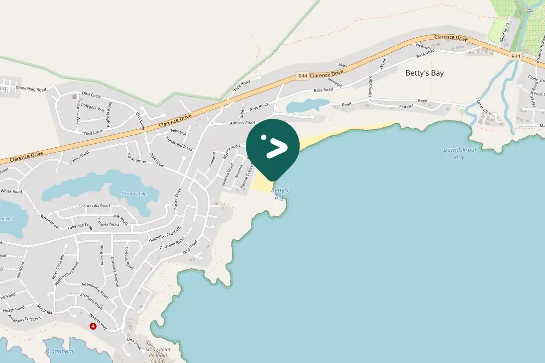 Spotted African Oystercatcher