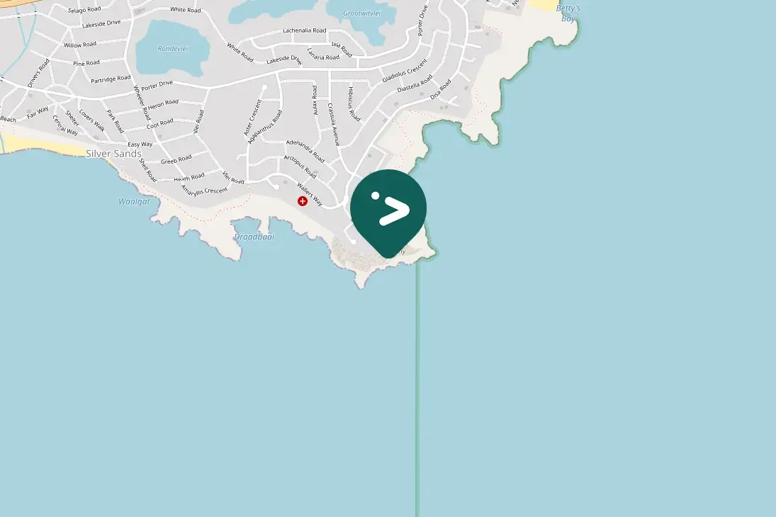 Spotted African Penguin