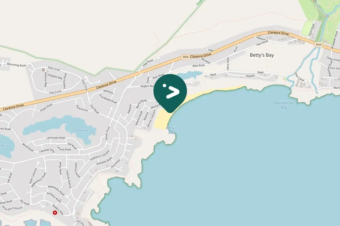 Spotted Cape Wagtail