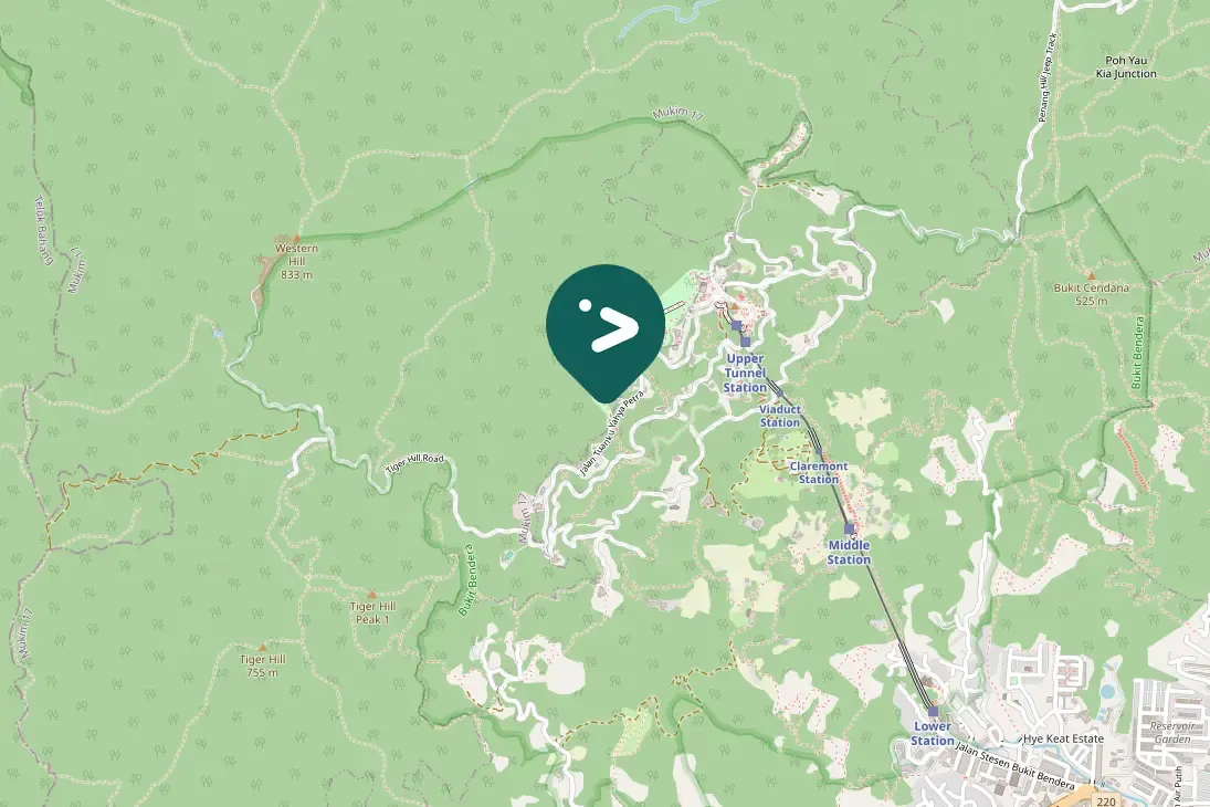 Spotted White-bellied Woodpecker