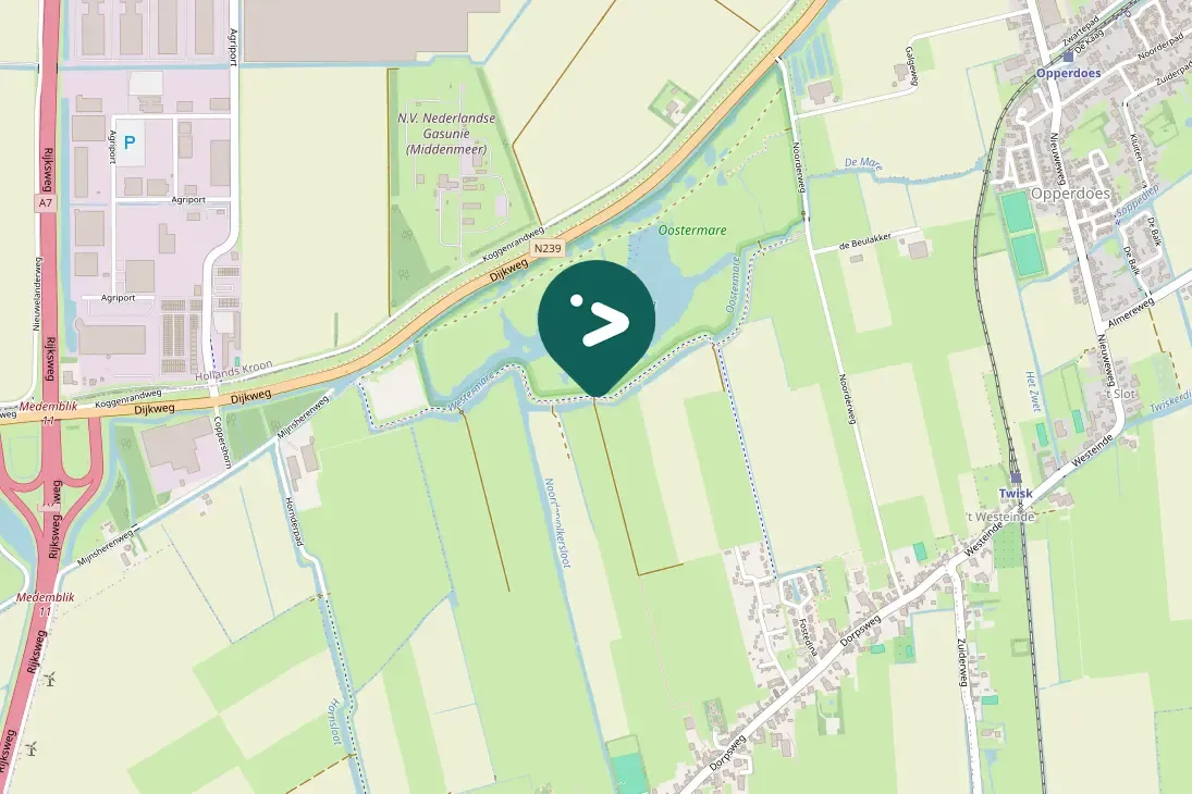 Spotted Common Snipe