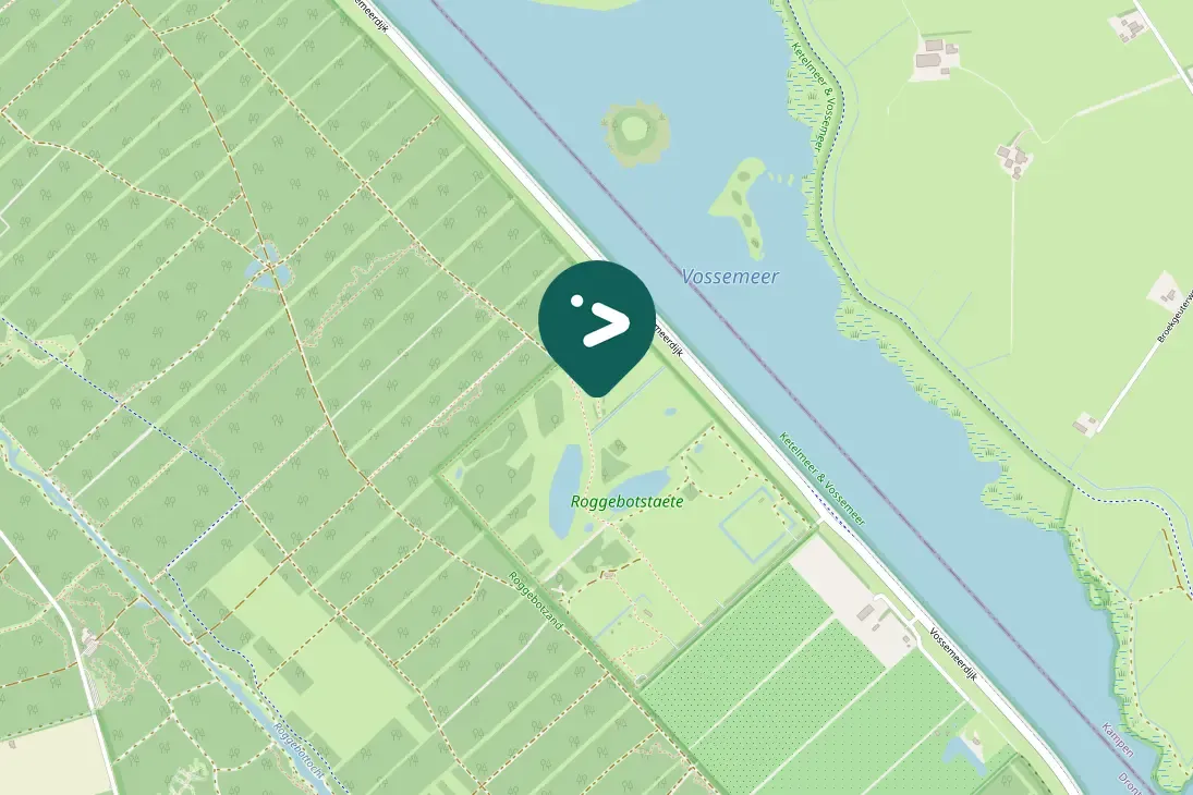 Spotted Ring-necked Pheasant