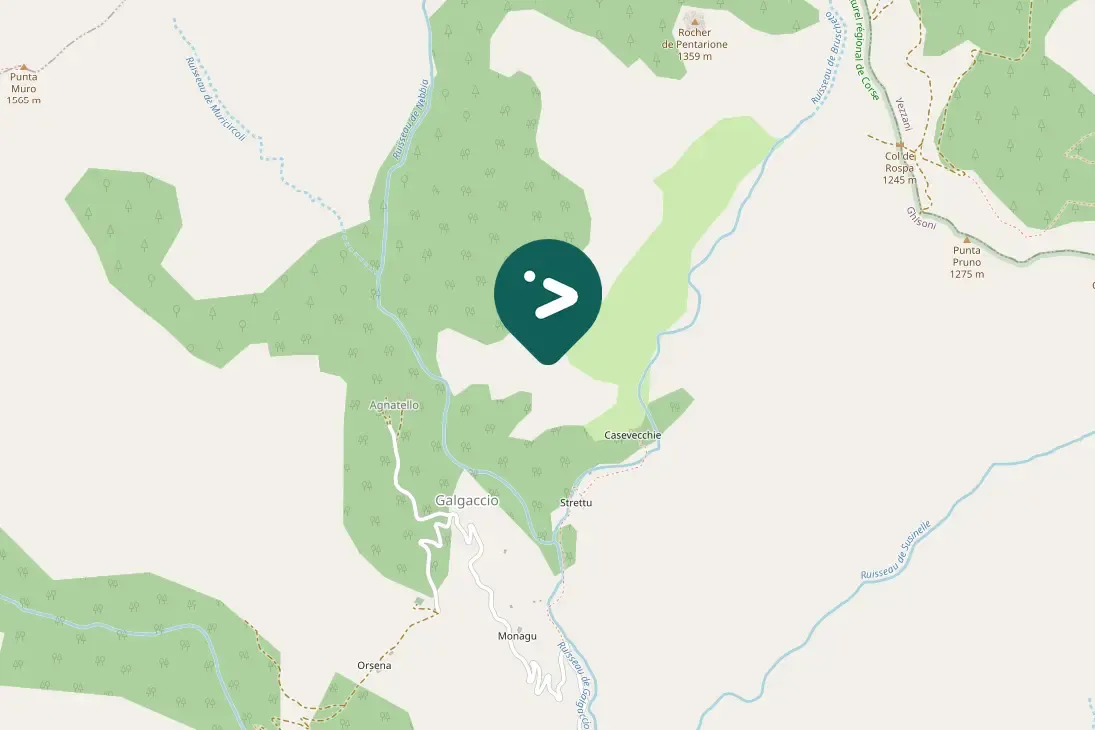 Spotted European Herring Gull