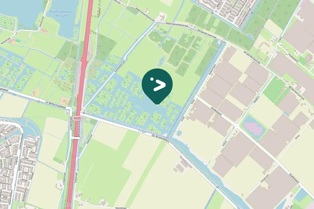 Spotted Black-headed Gull