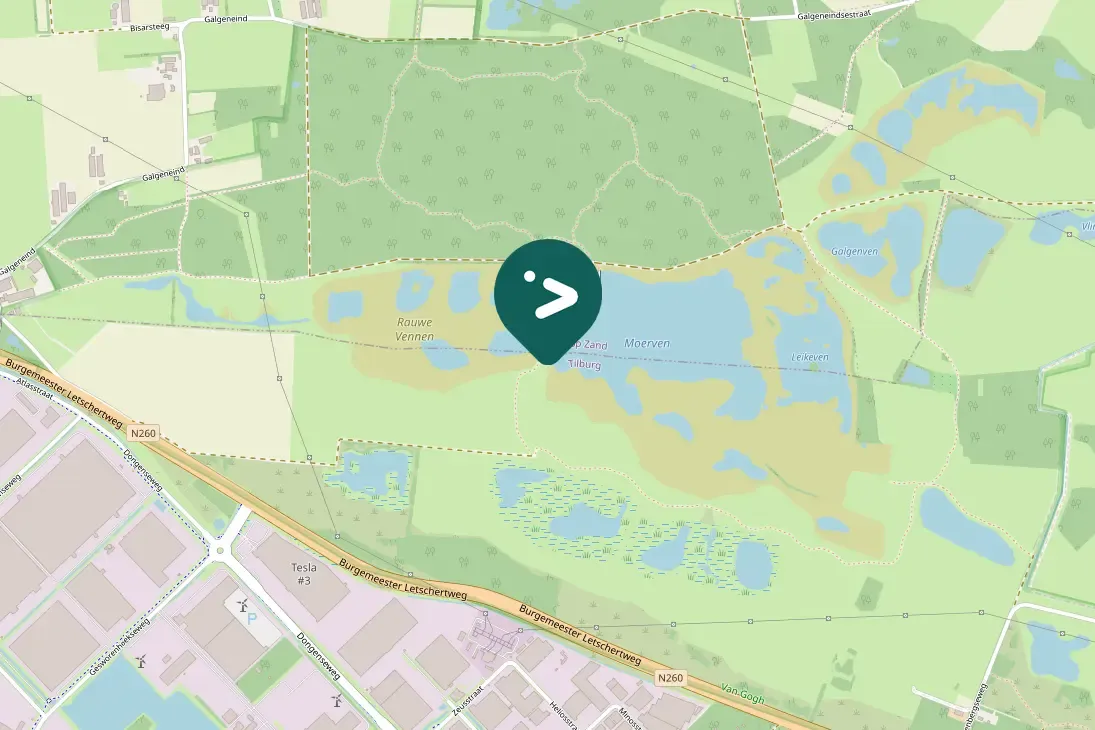 Spotted Lesser Black-backed Gull