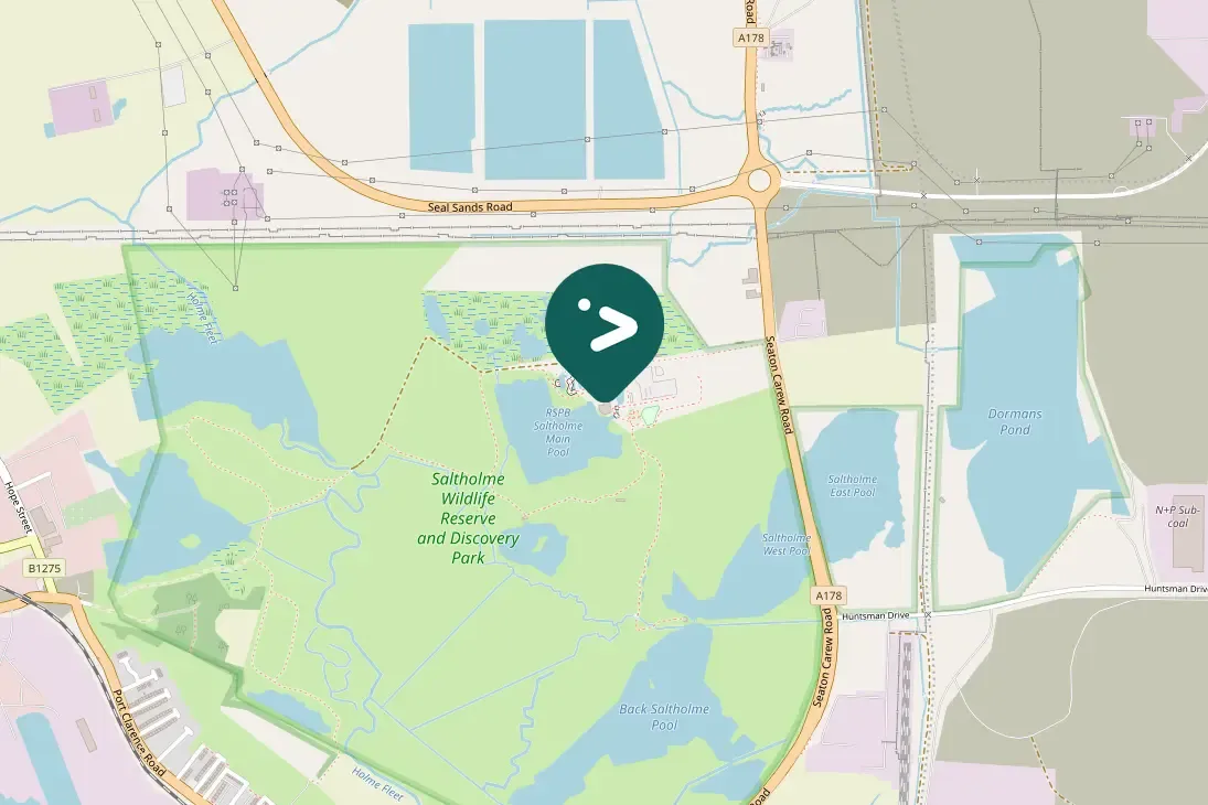 Gespotte Oeverzwaluw