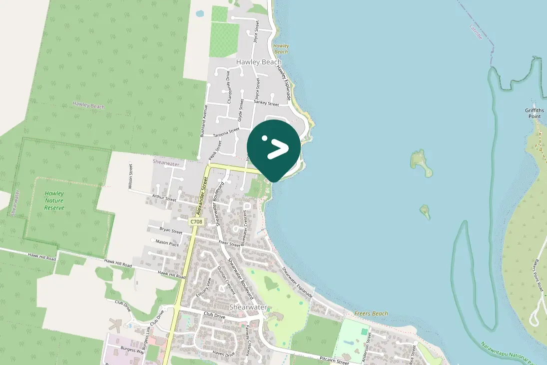 Gespotte Witkopmeeuw