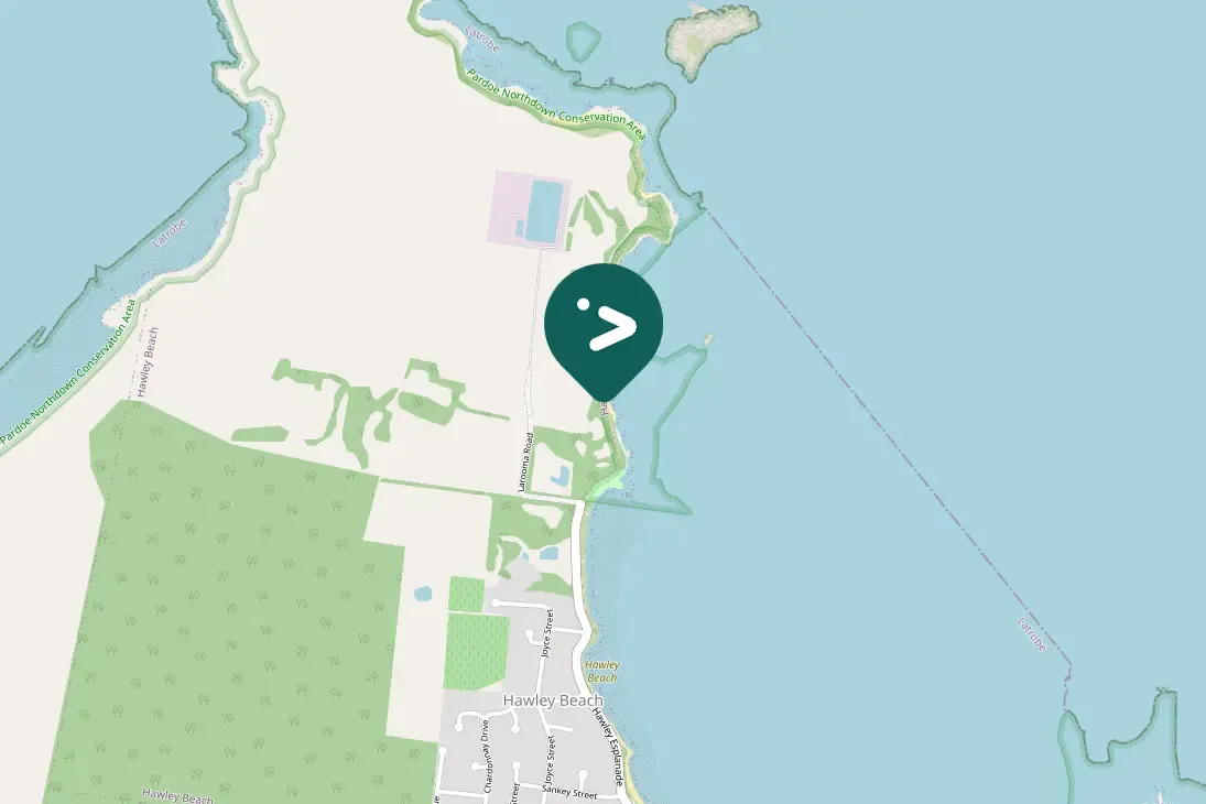 Gespotte Grijsrugorgelvogel