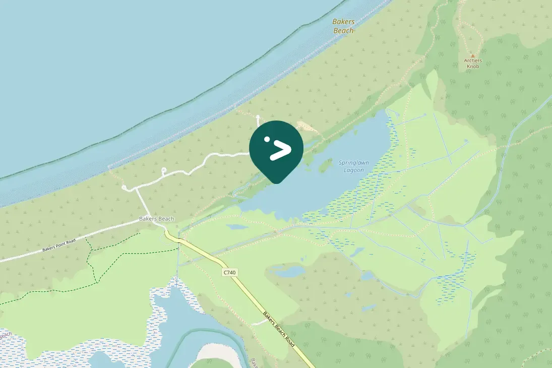 Gespotte Zwarte aalscholver