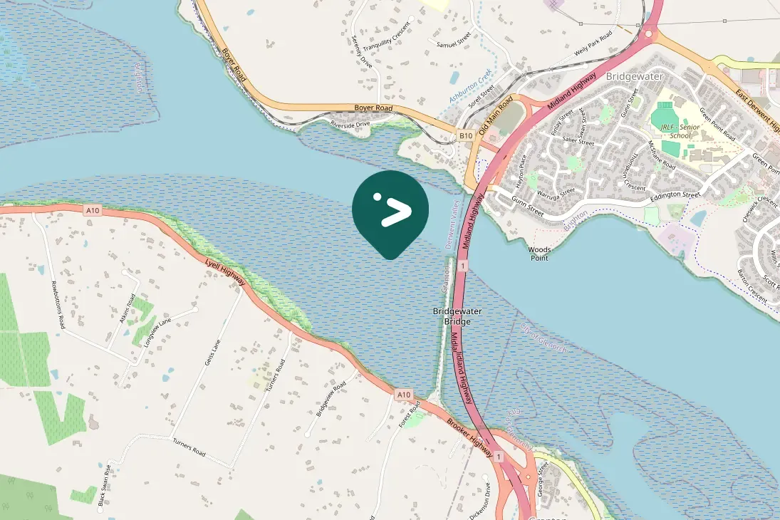 Gespotte Zwarte zwaan