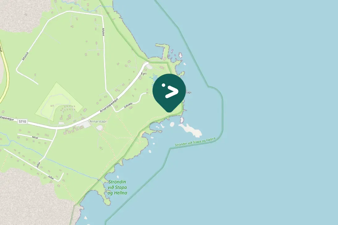 Spotted Common Eider