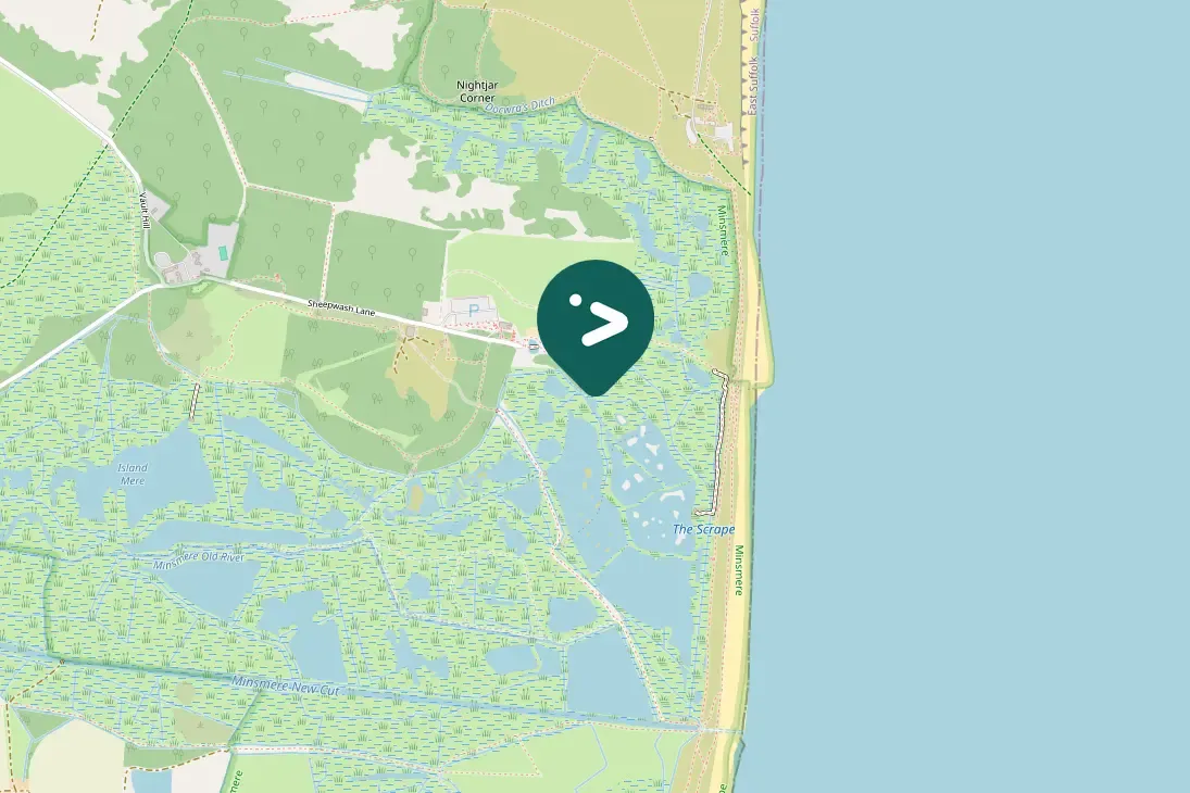 Spotted Graylag Goose