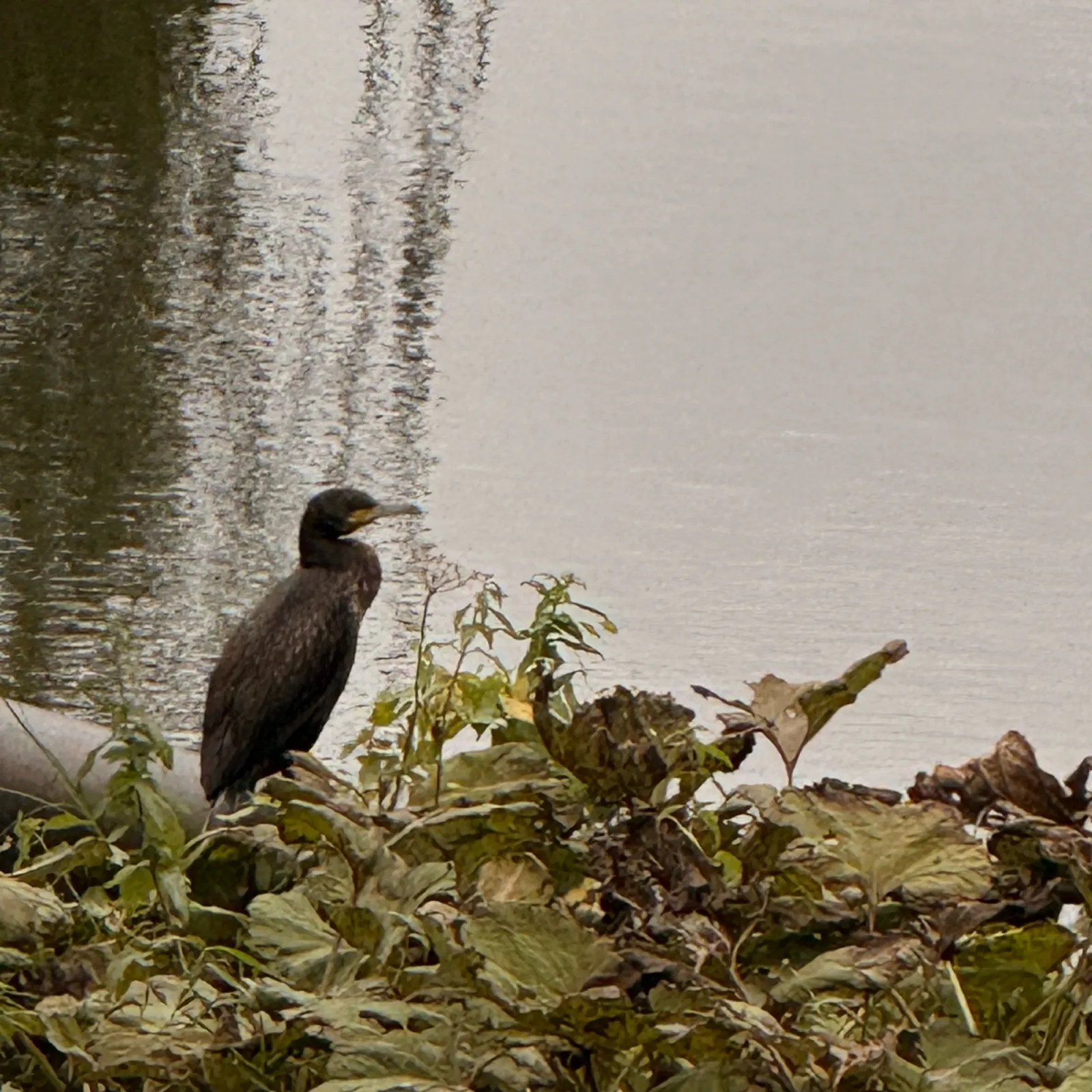 Spotted Great Cormorant