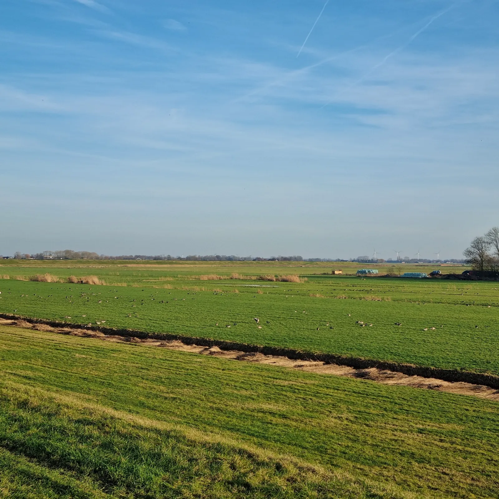 Spotted Graylag Goose