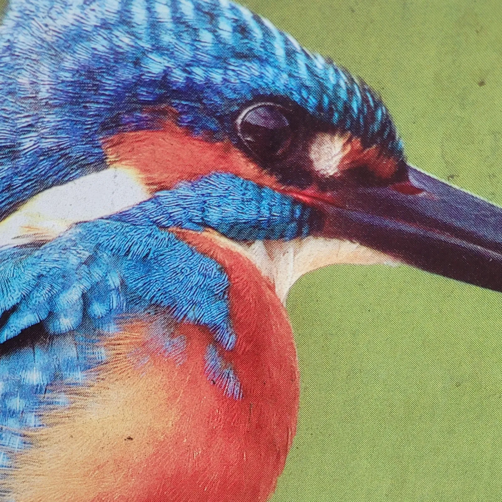 Waargenomen IJsvogel