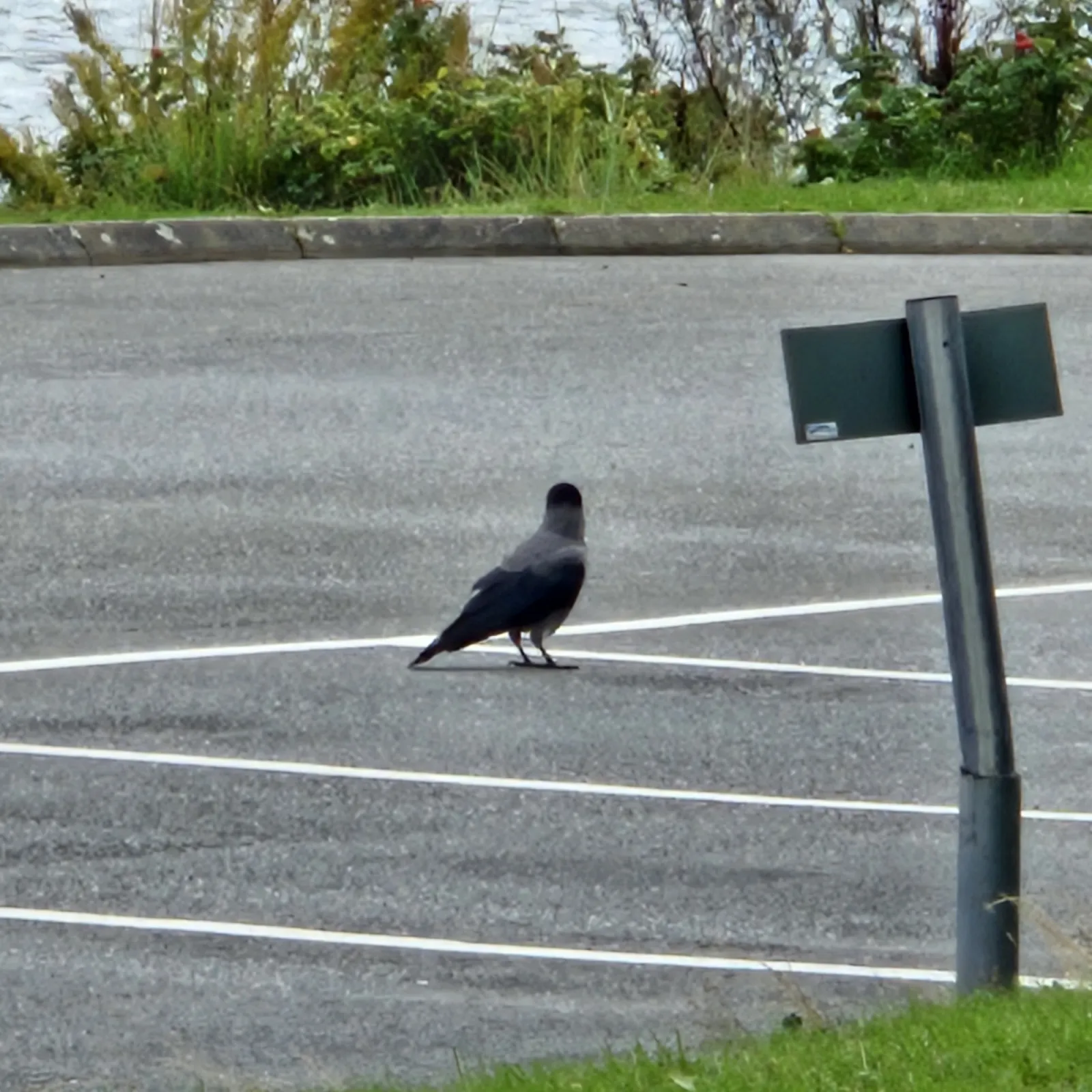 Spotted Eurasian Jackdaw