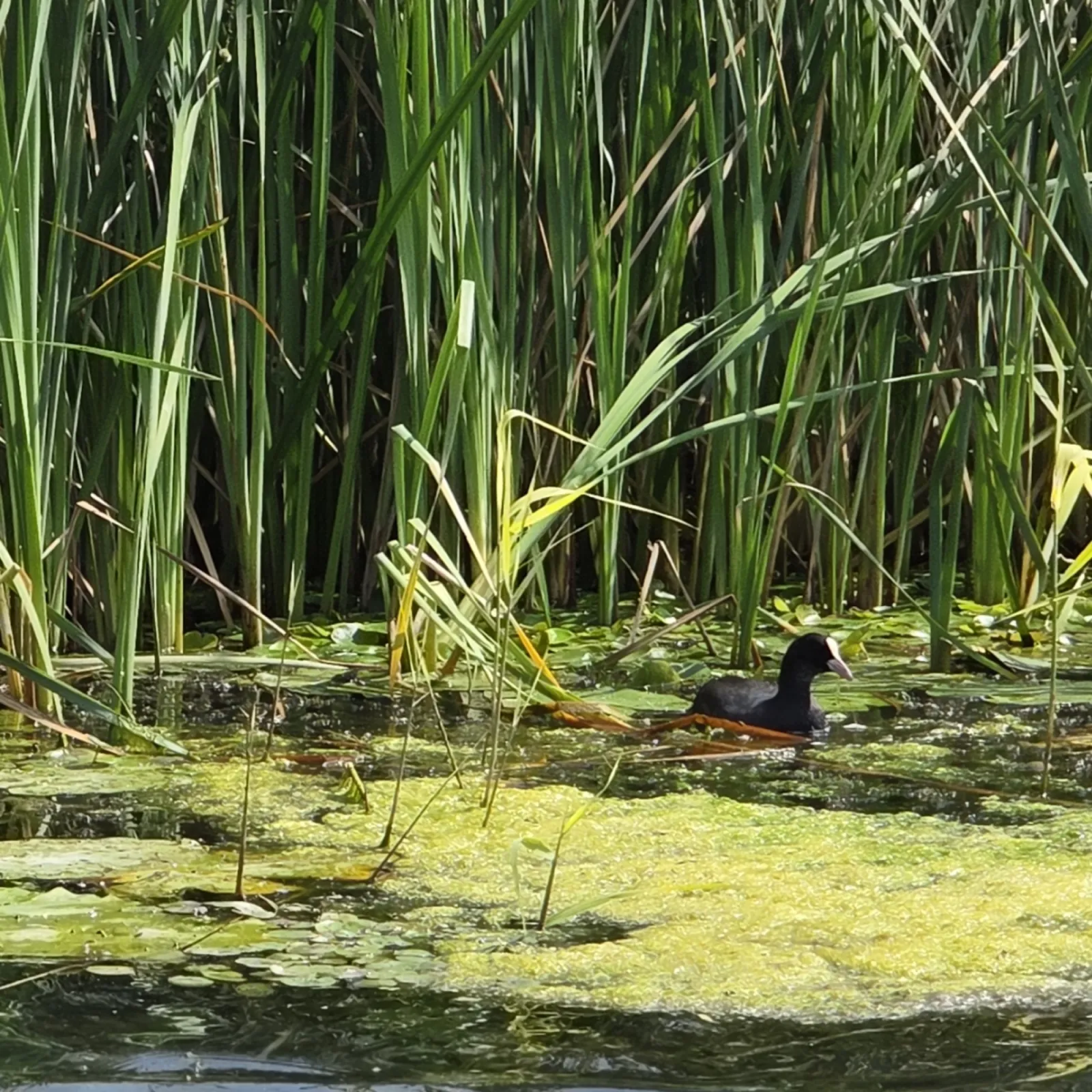 Waargenomen Meerkoet