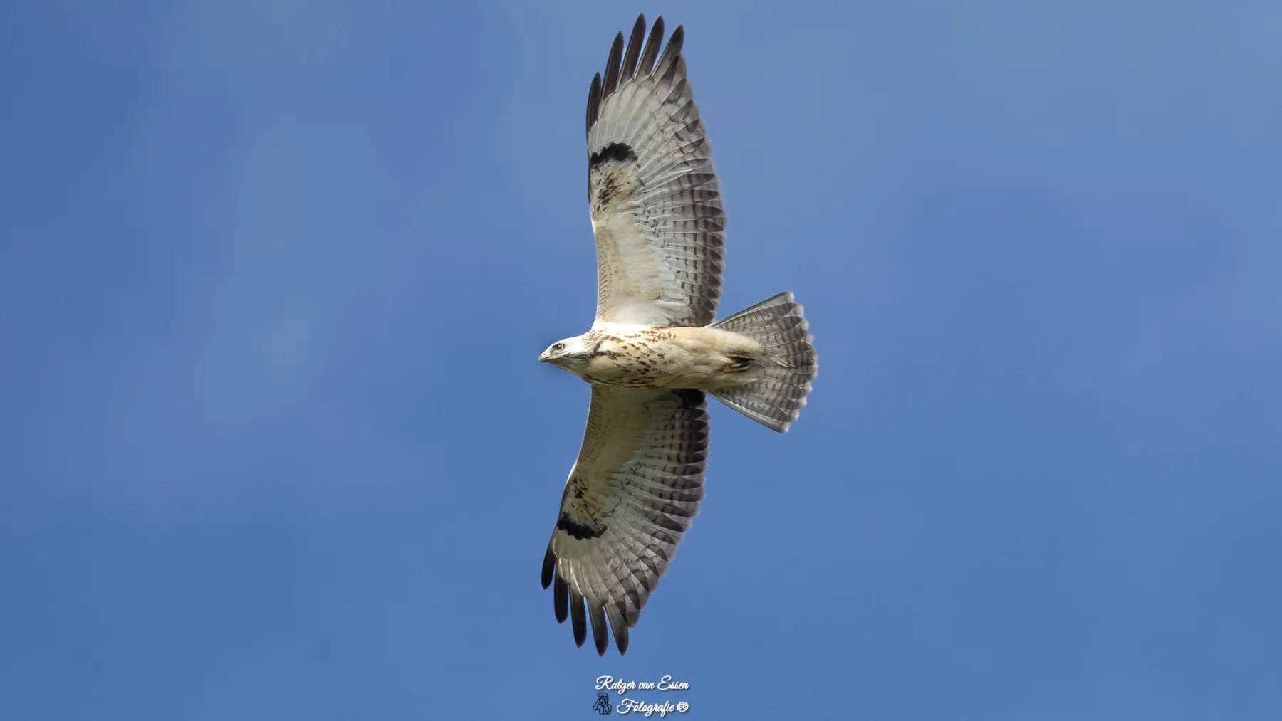 Waargenomen Buizerd