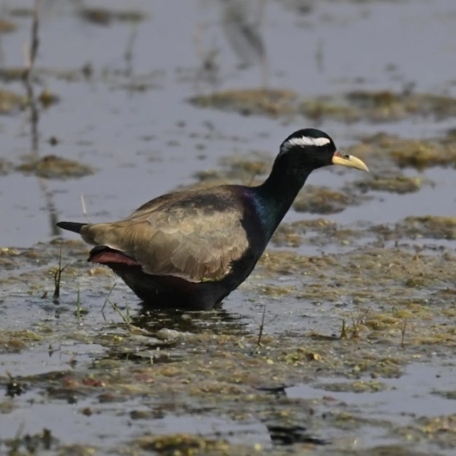 Gespotte Bronsvleugeljaçana