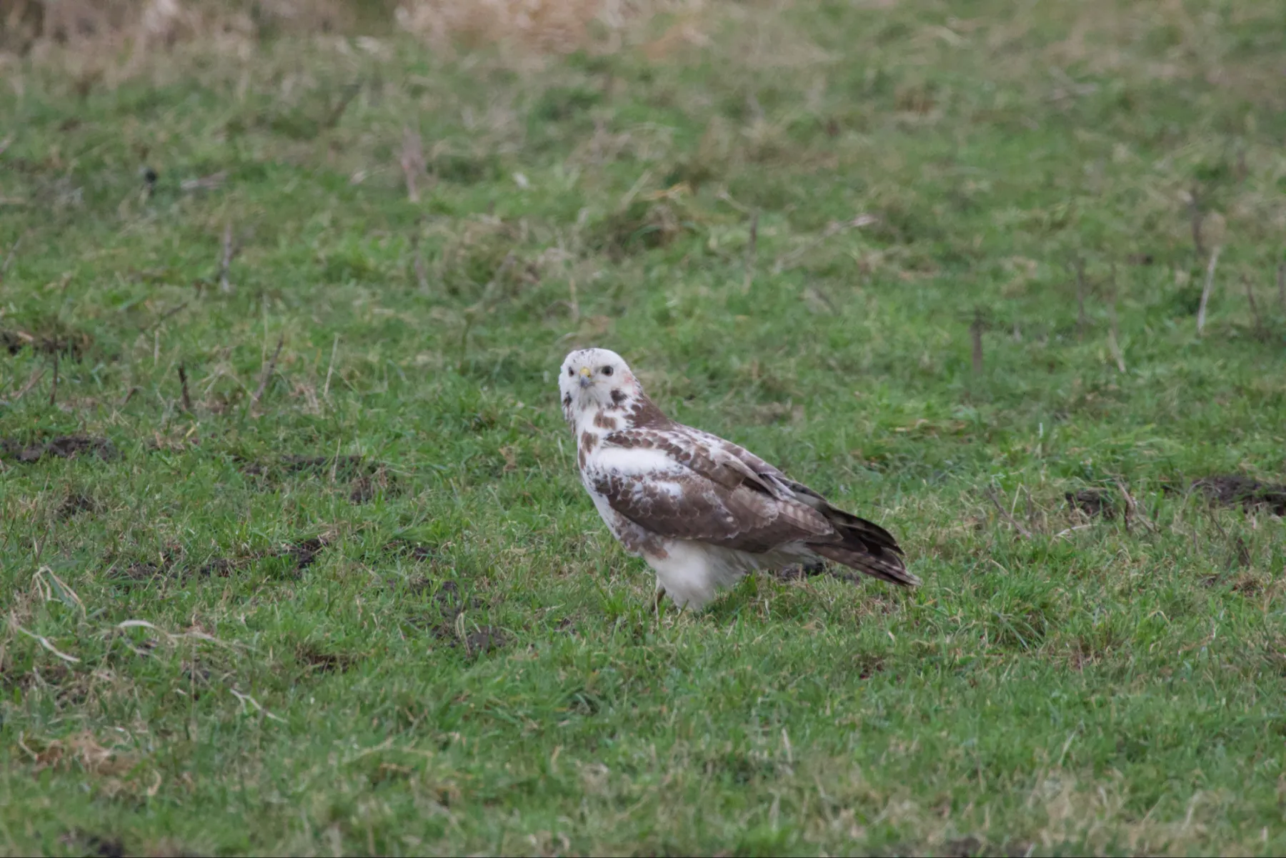 Gespotte Buizerd