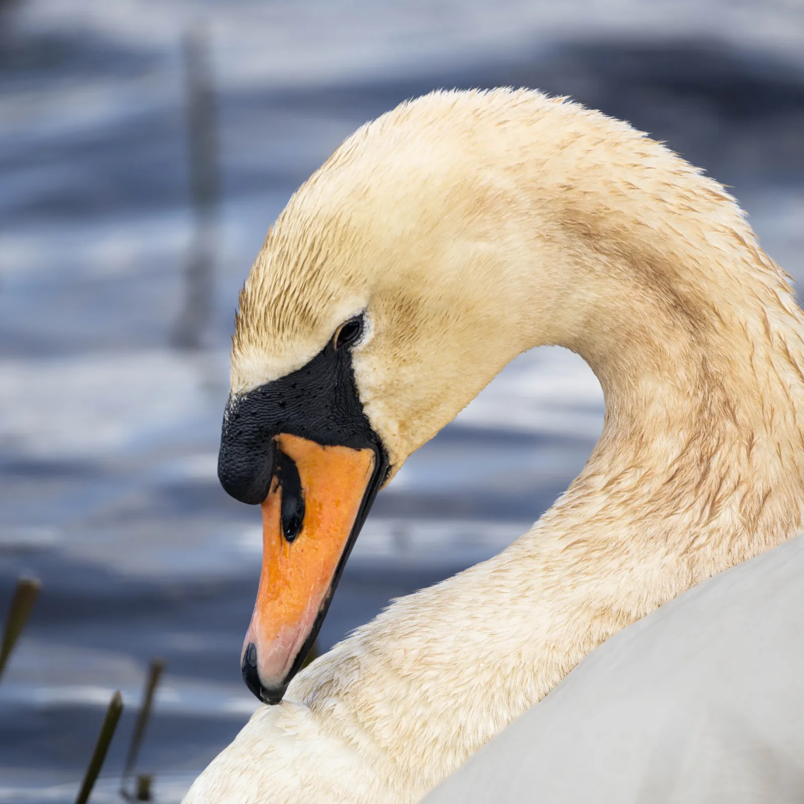 Gespotte Knobbelzwaan
