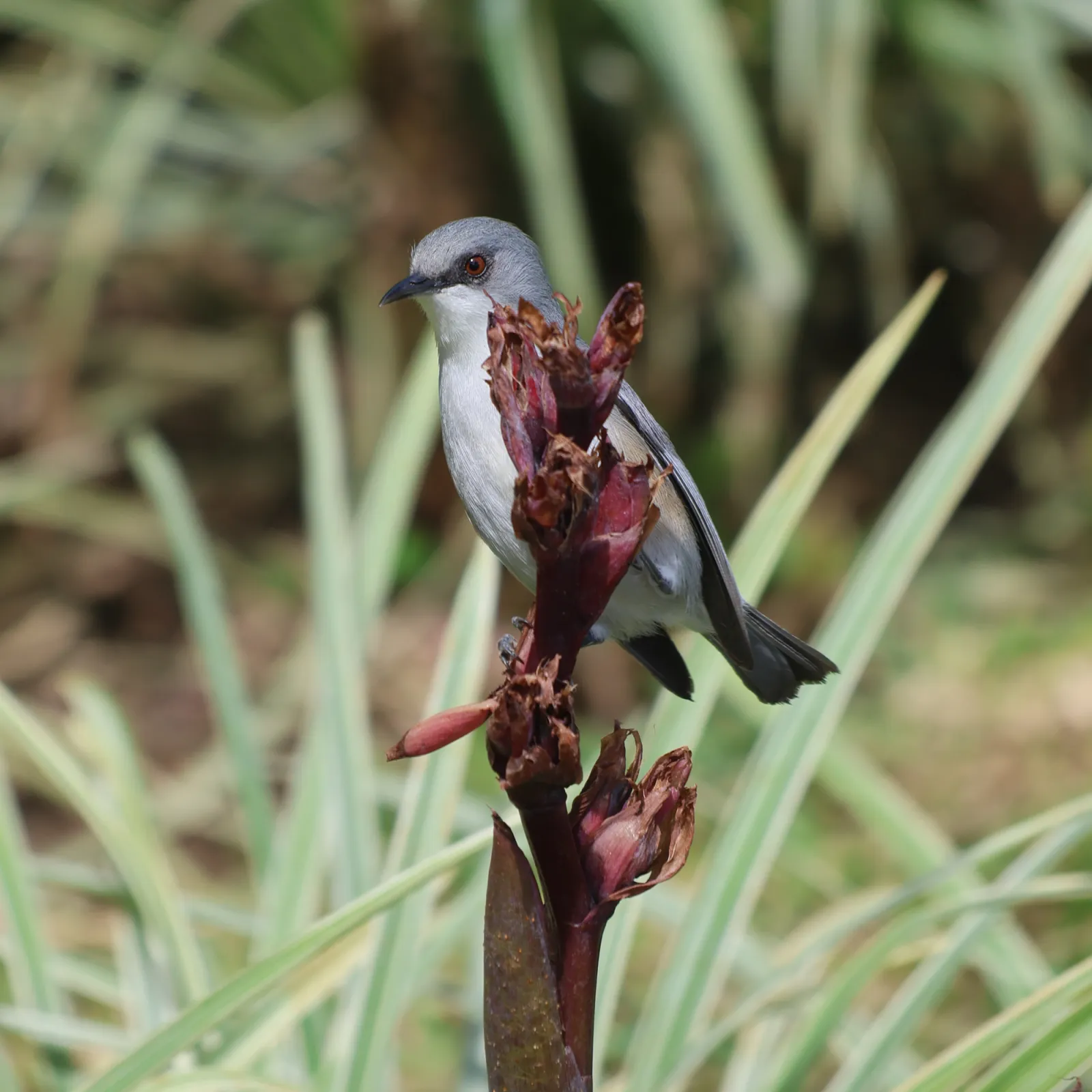 Waargenomen Grijze mauritiusbrilvogel