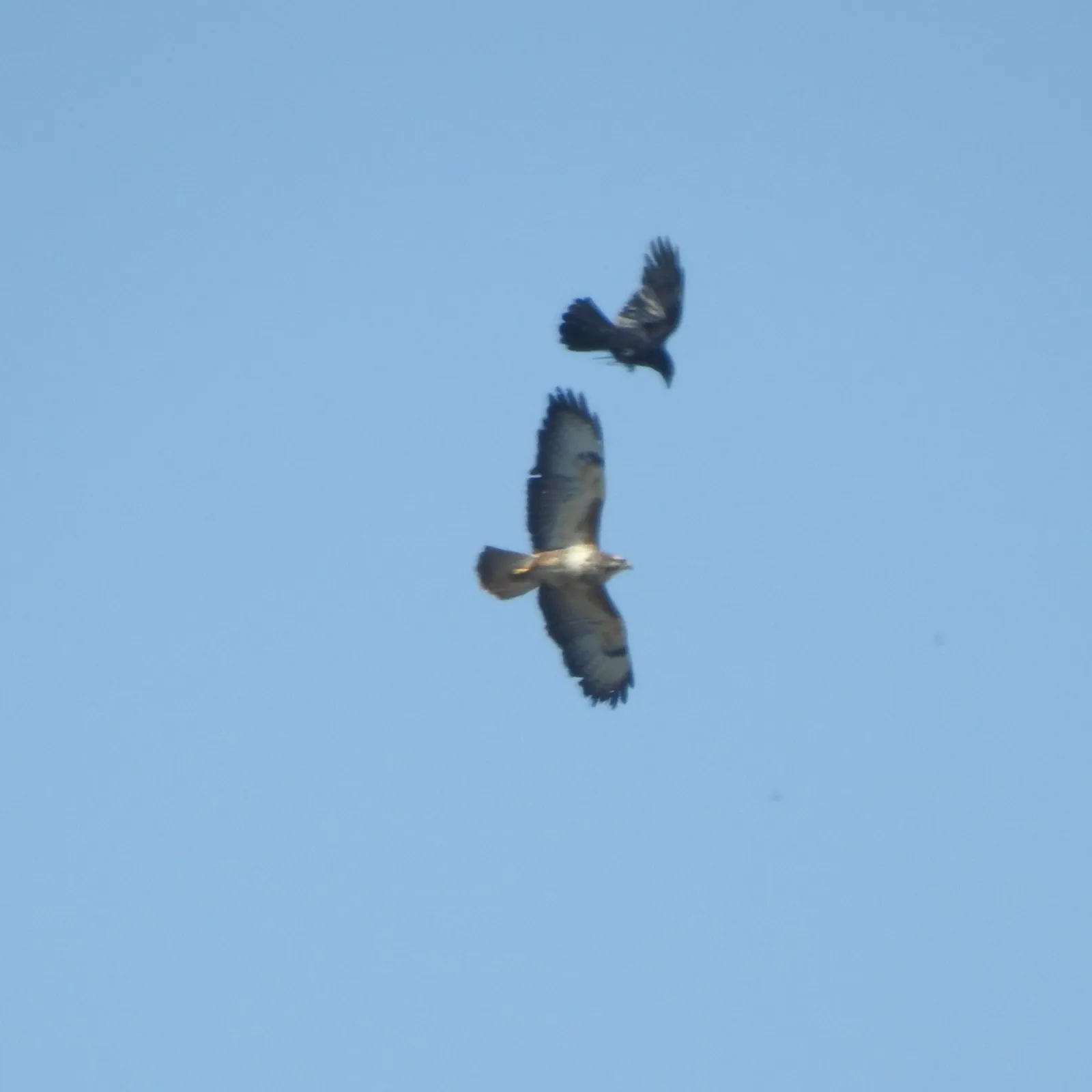 Waargenomen Buizerd