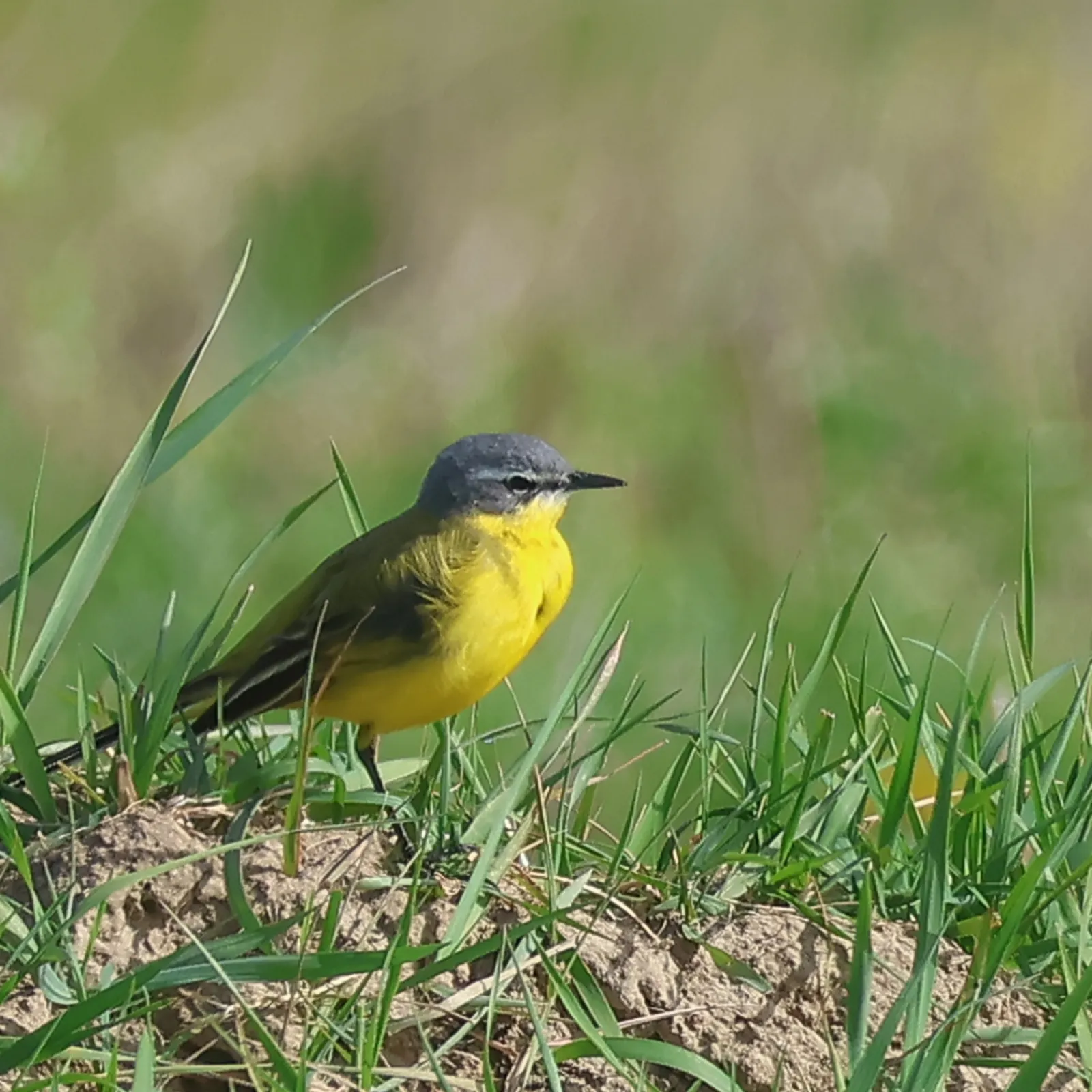 Gespotte Gele kwikstaart
