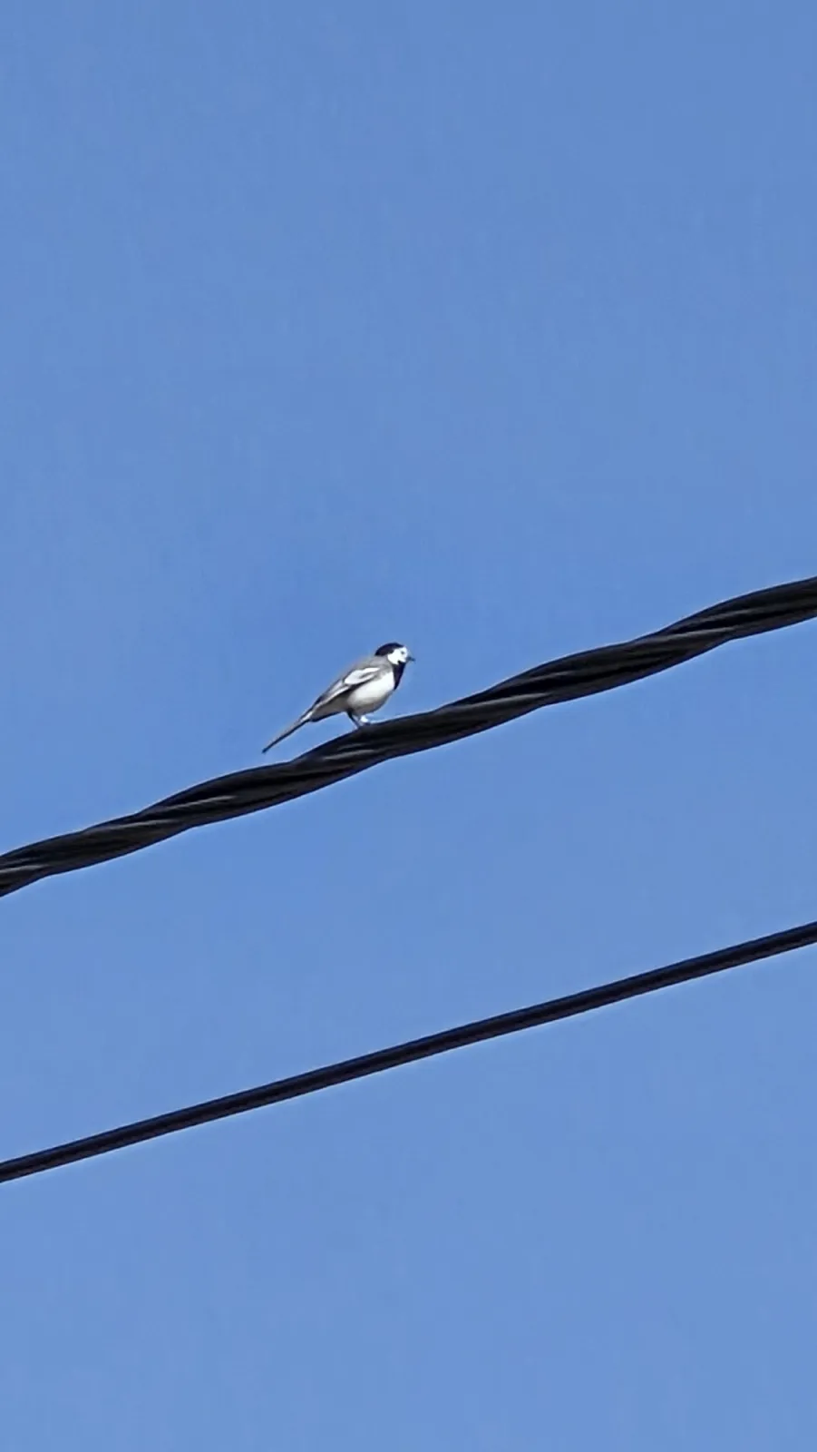 Gespotte Witte kwikstaart