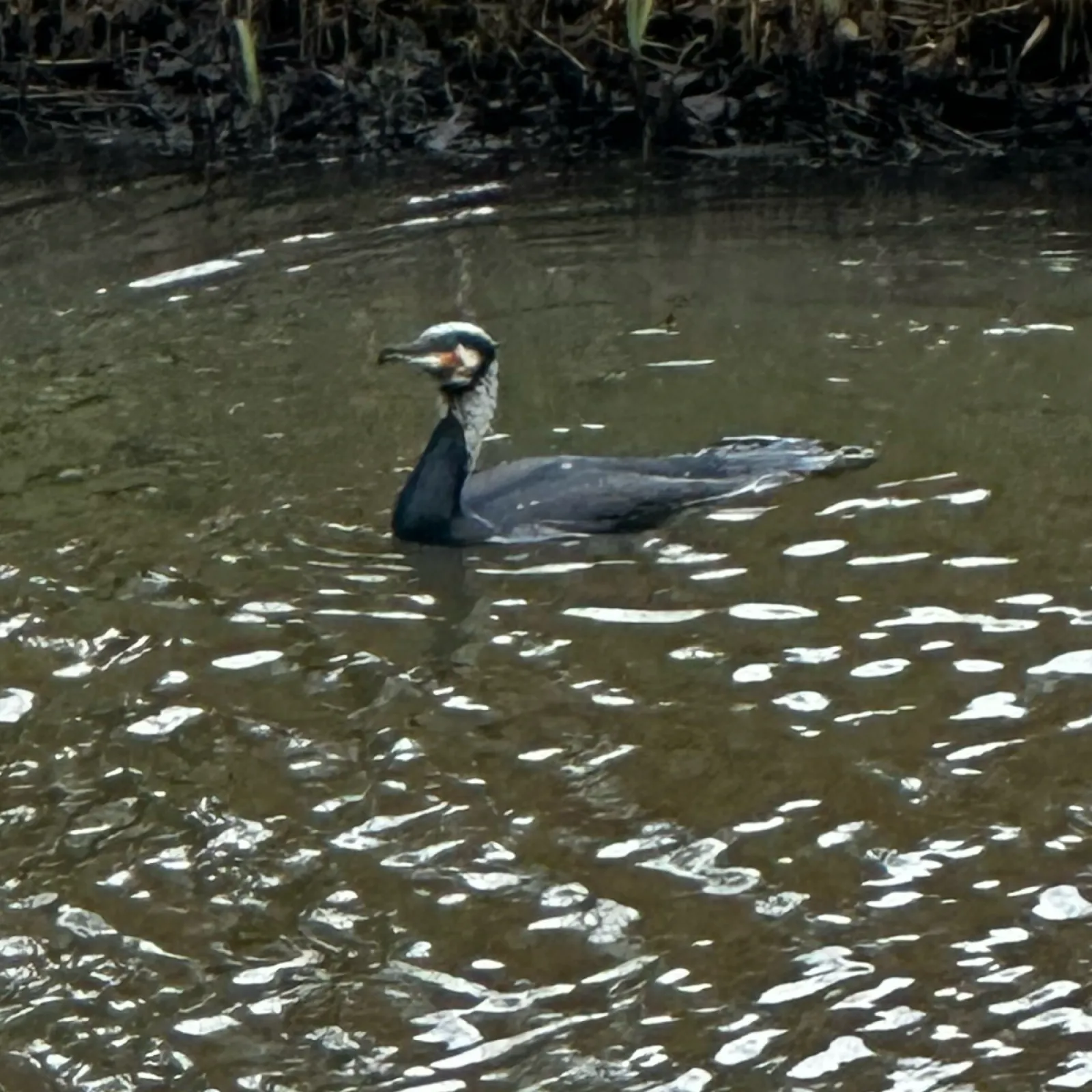 Gespotte Aalscholver