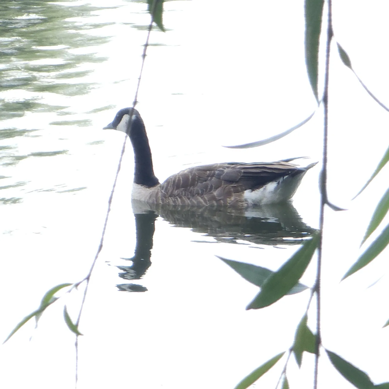 Spotted Canada Goose