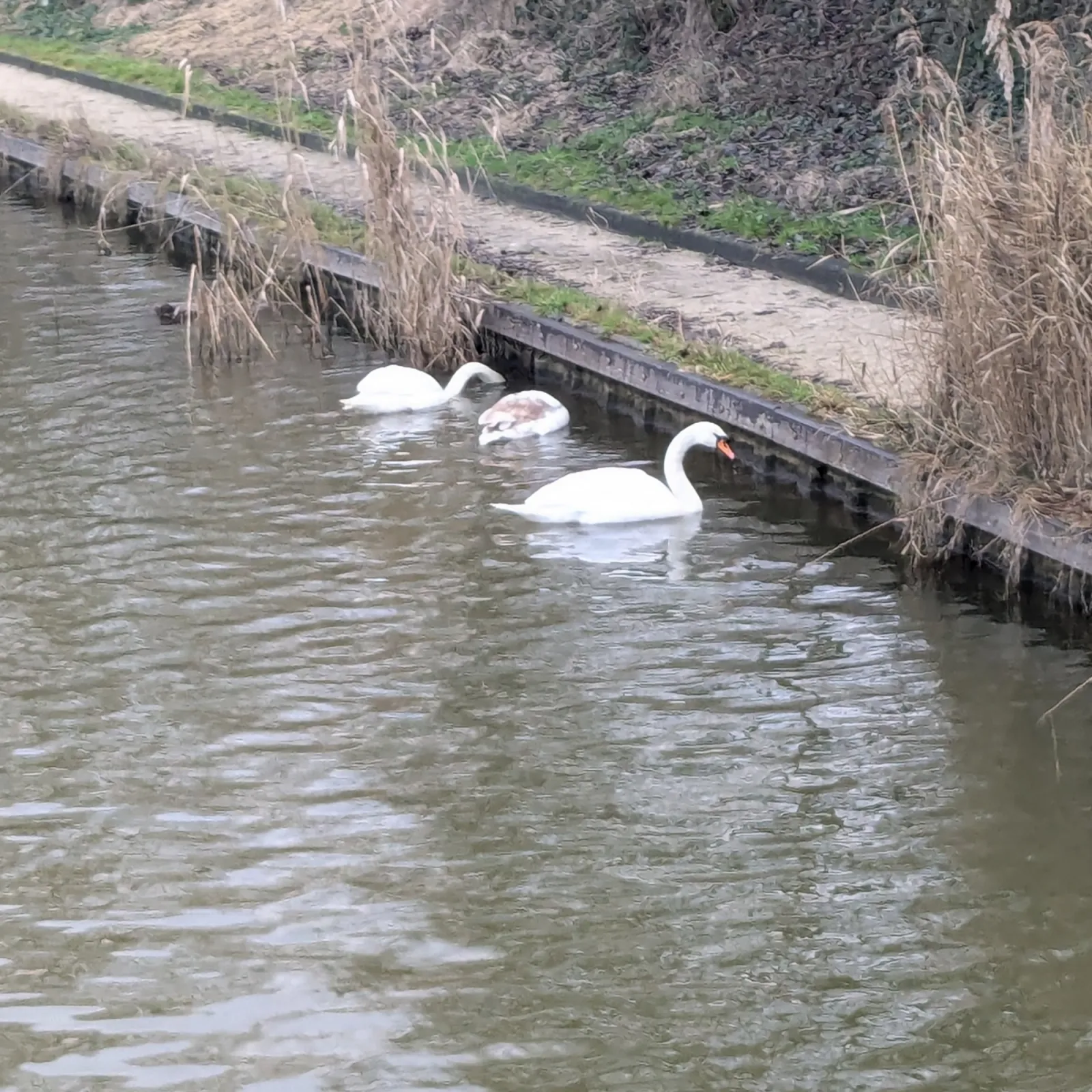 Gespotte Knobbelzwaan