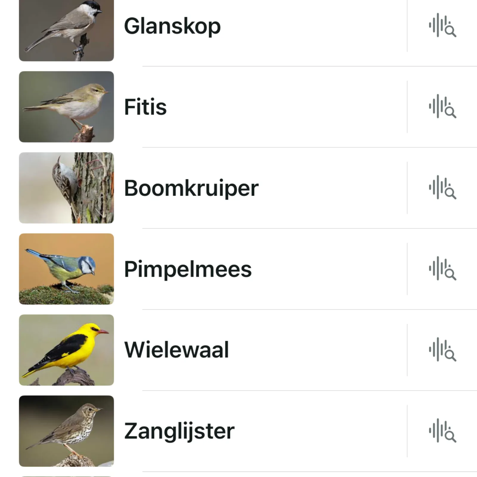 Waargenomen Glanskop