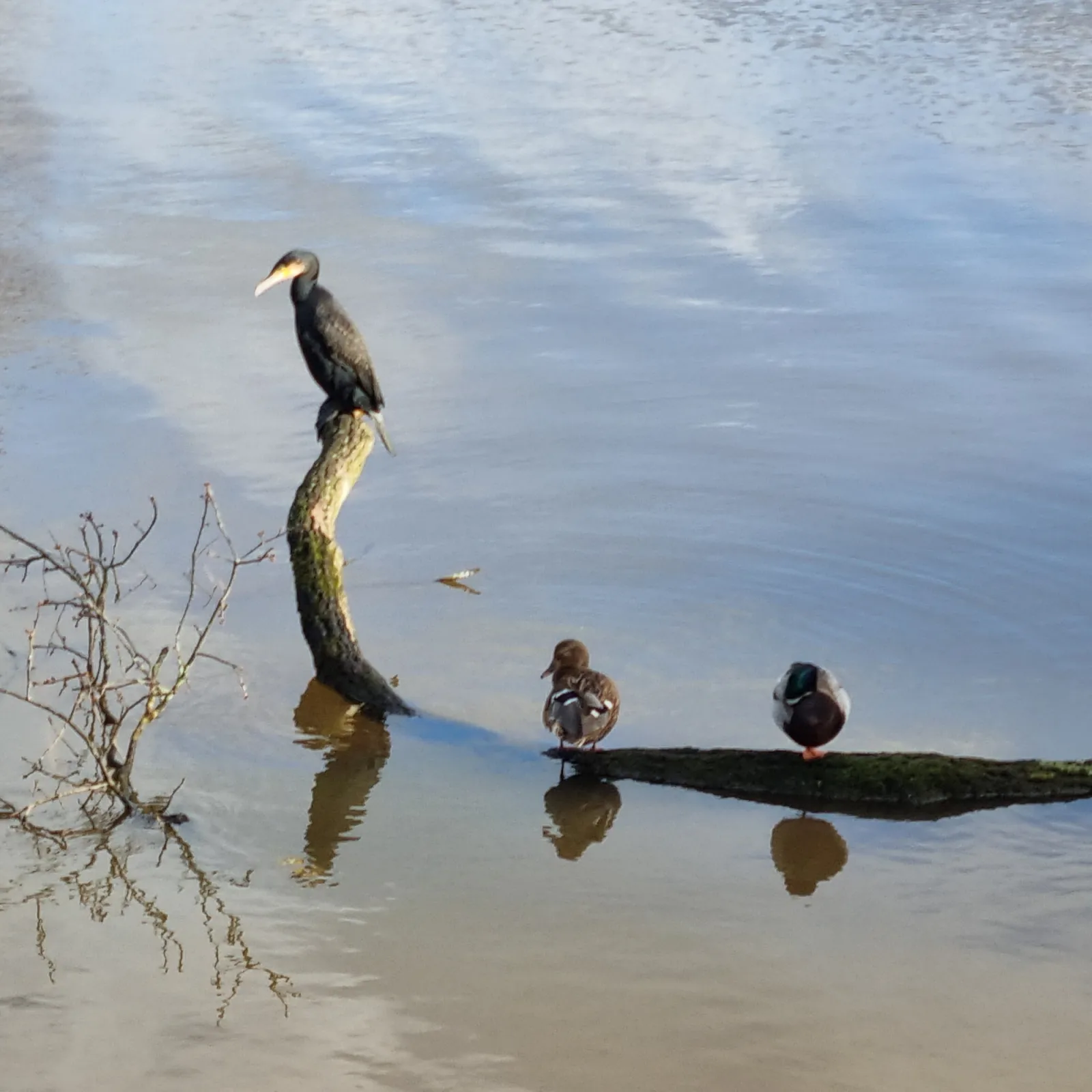 Spotted Australasian Darter