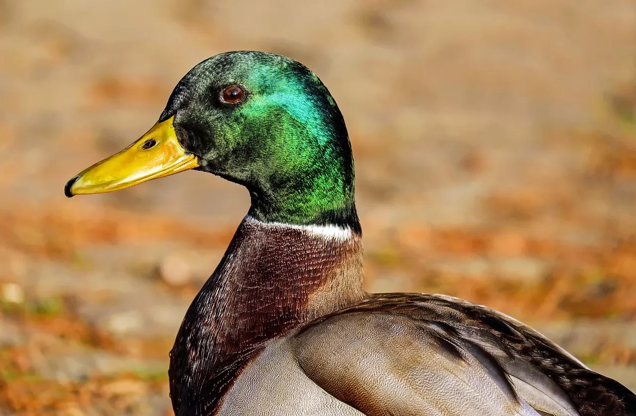 eend, wilde eend, vogel