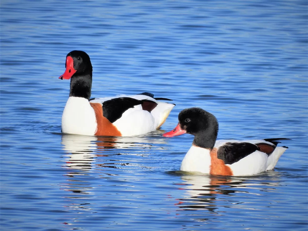 bergeend, watervogel, bergeend man