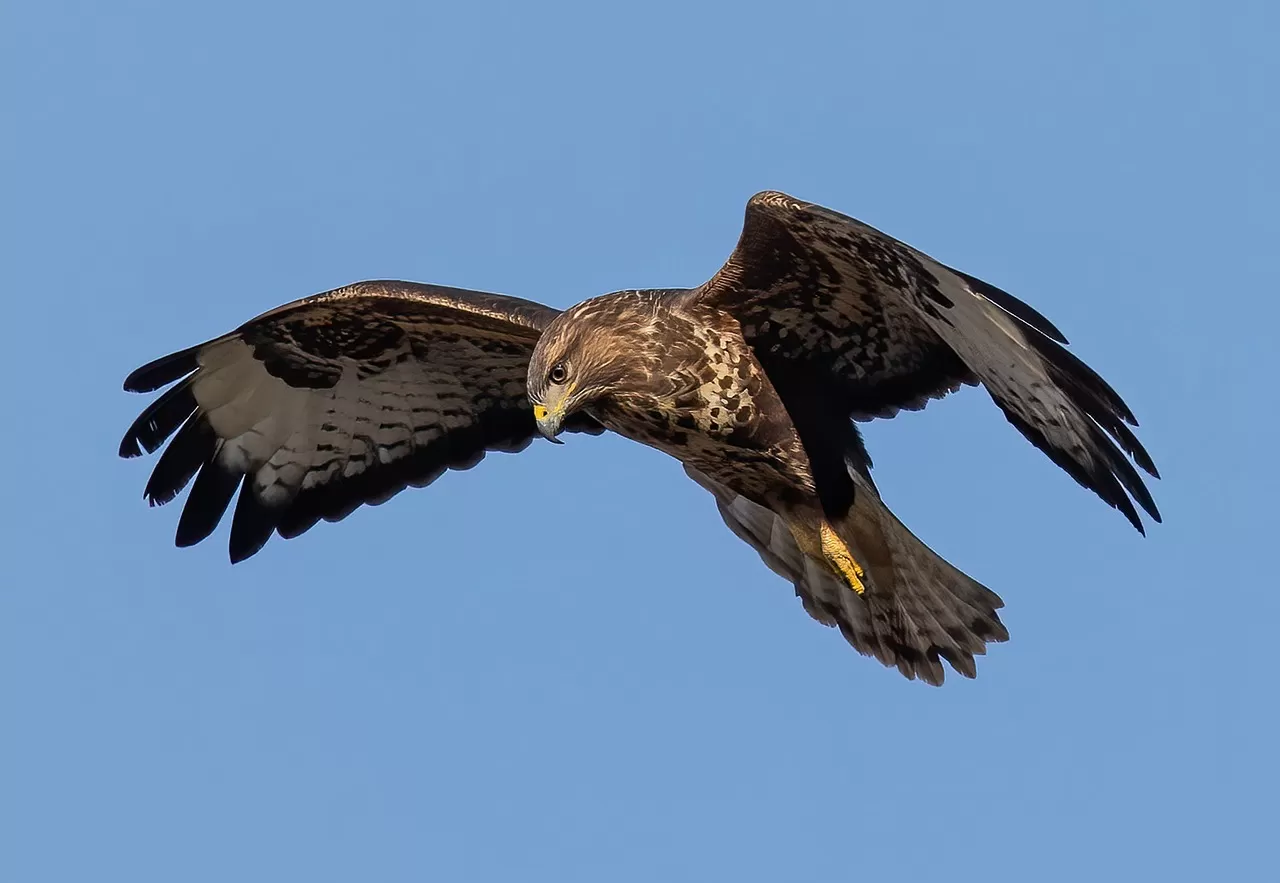 buizerd, vogel, dier