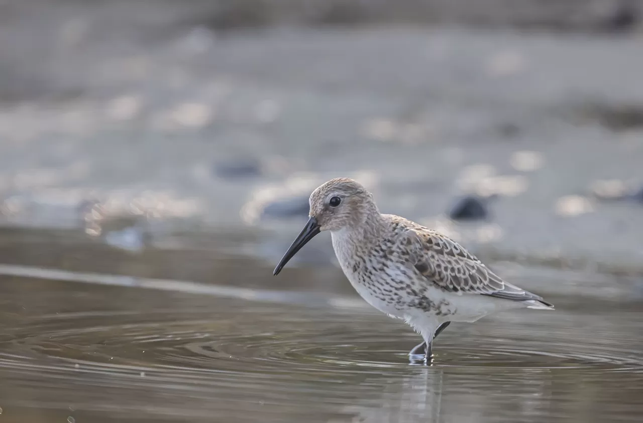 vogel, bonte strandloper, natuur