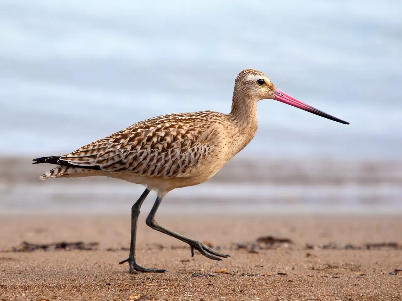 vogel, strandloper, strand