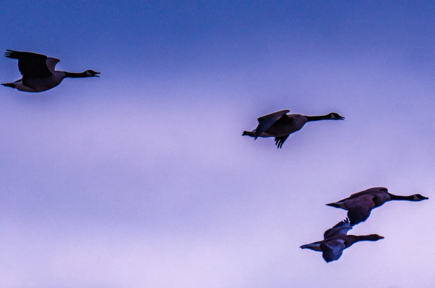 Gespotte Grote Canadese gans