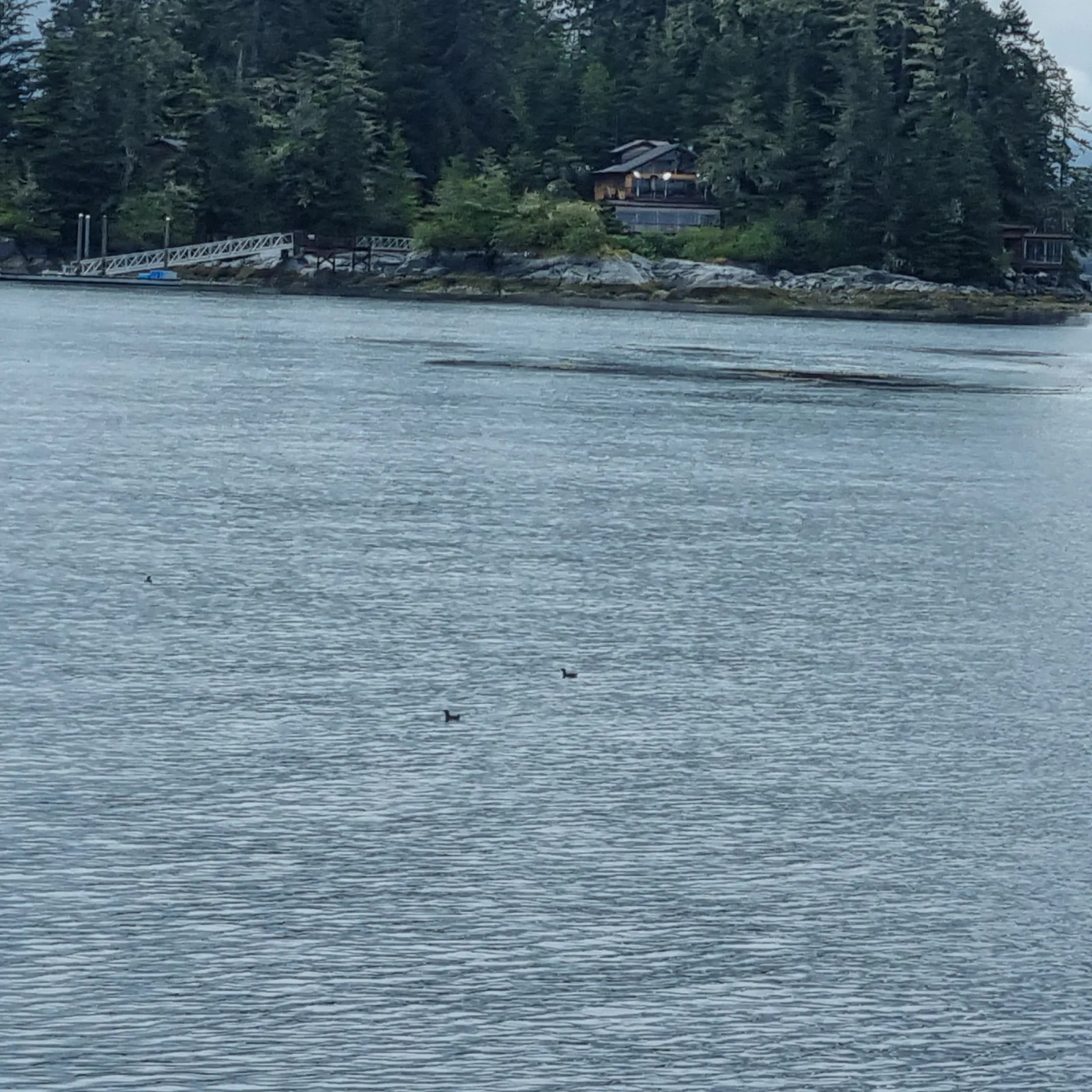 Spotted Marbled Murrelet