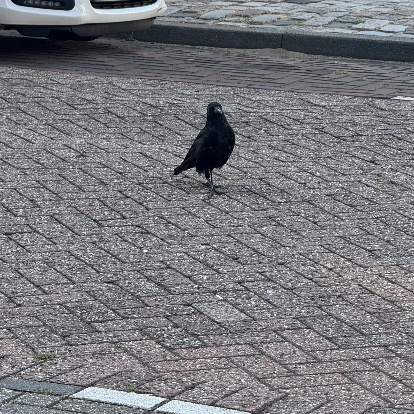 Waargenomen Zwarte kraai