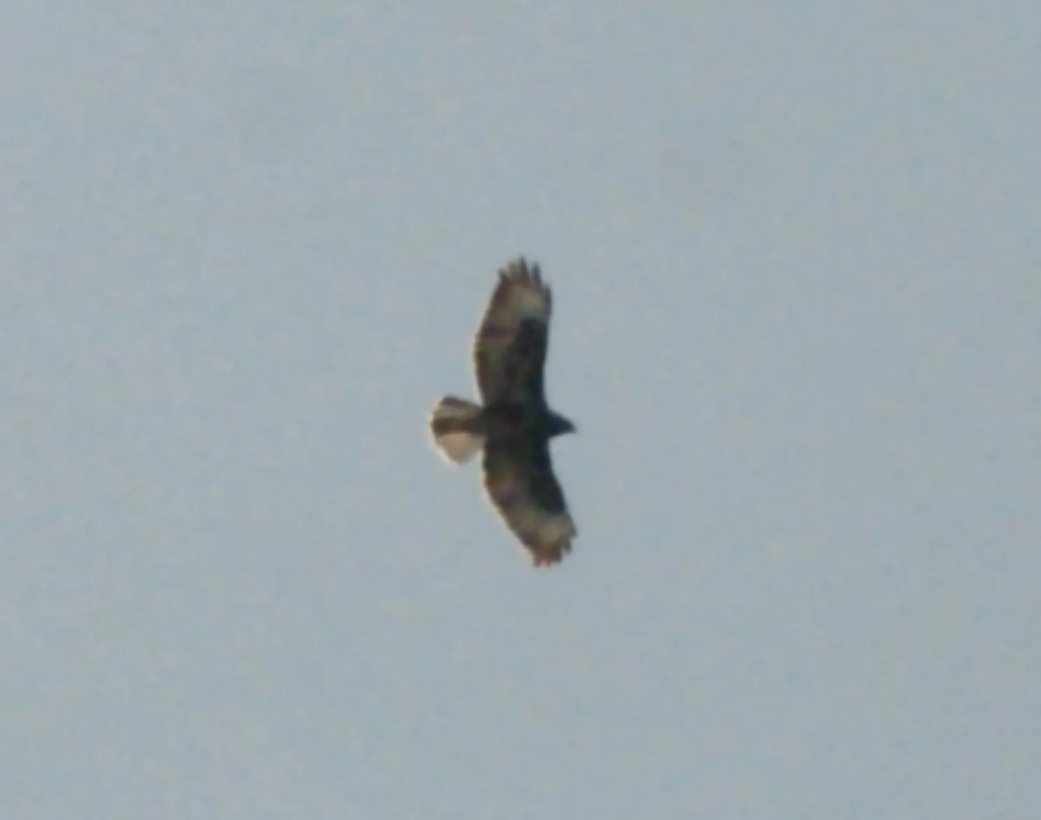 Gespotte Buizerd