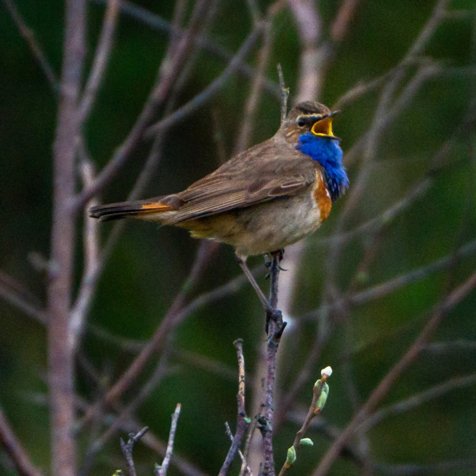 Waargenomen Blauwborst