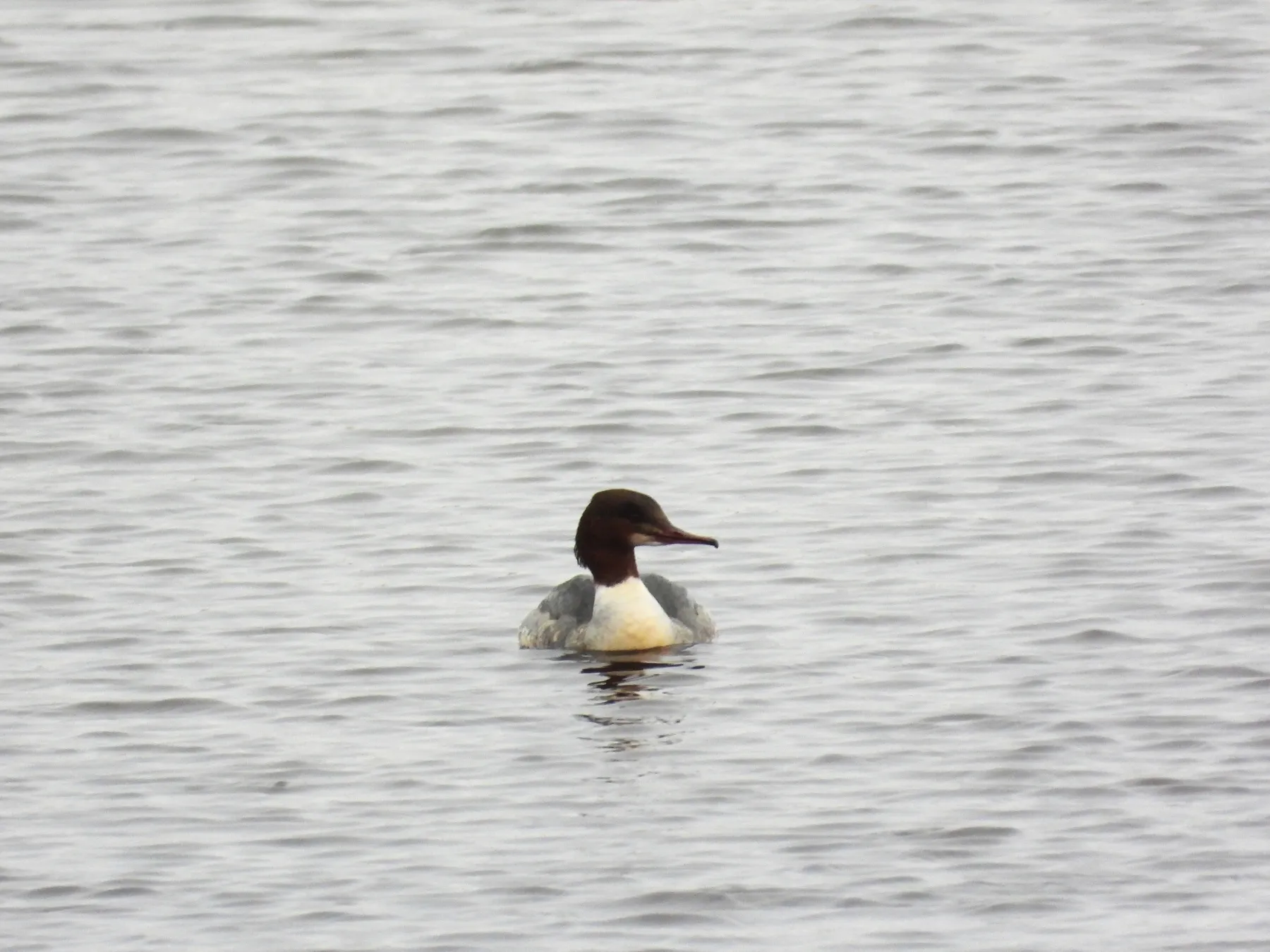 Gespotte Grote zaagbek