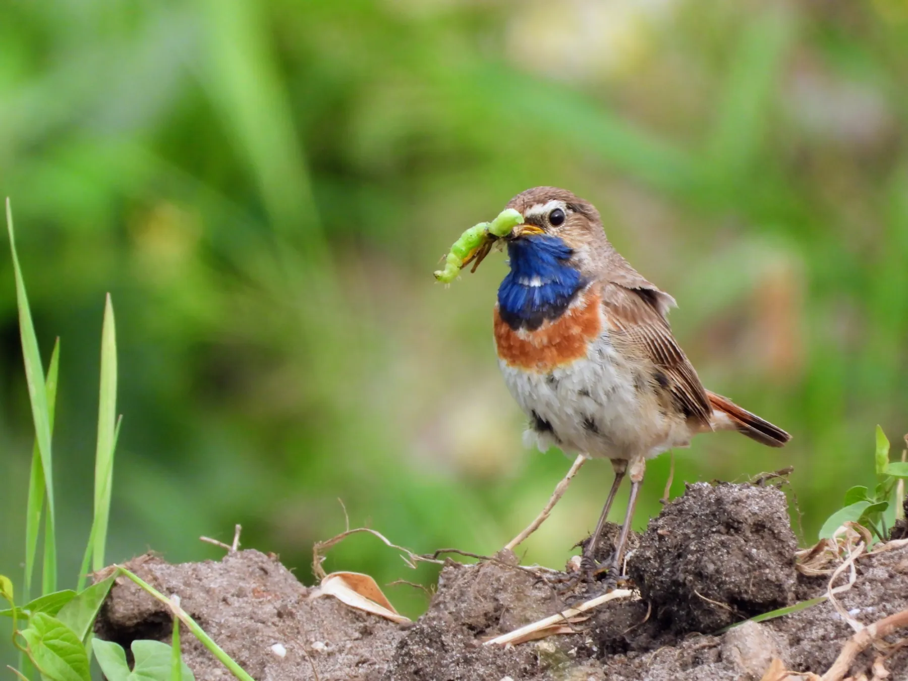 Waargenomen Blauwborst