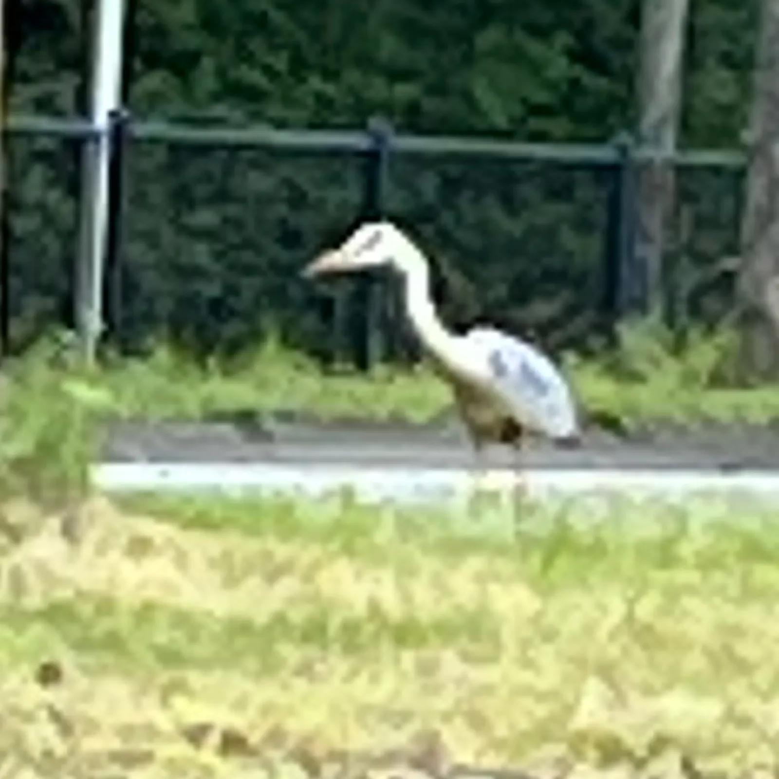 Waargenomen Blauwe reiger