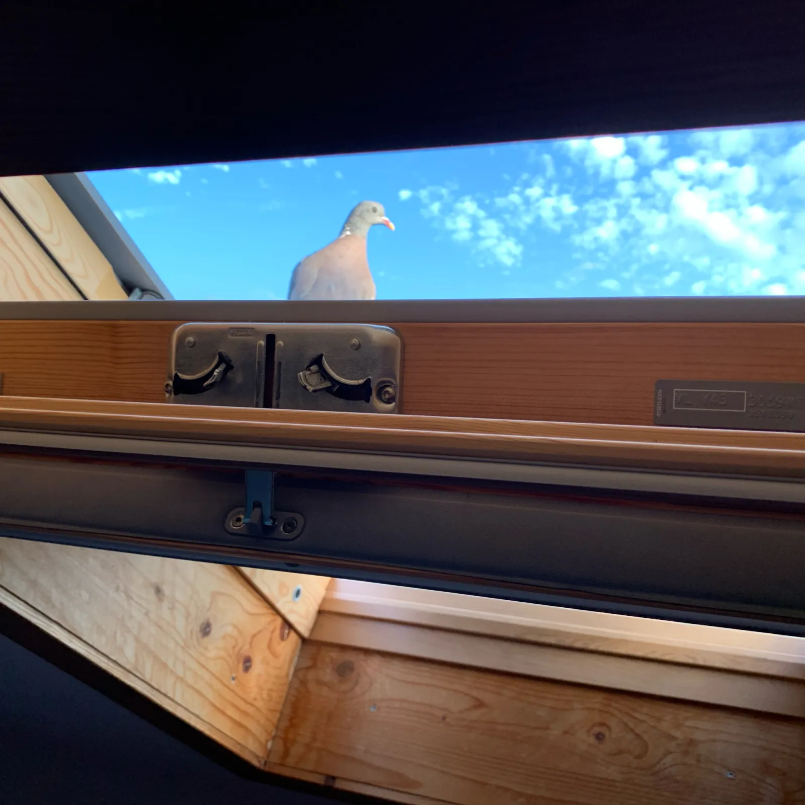 Spotted Common Wood-Pigeon