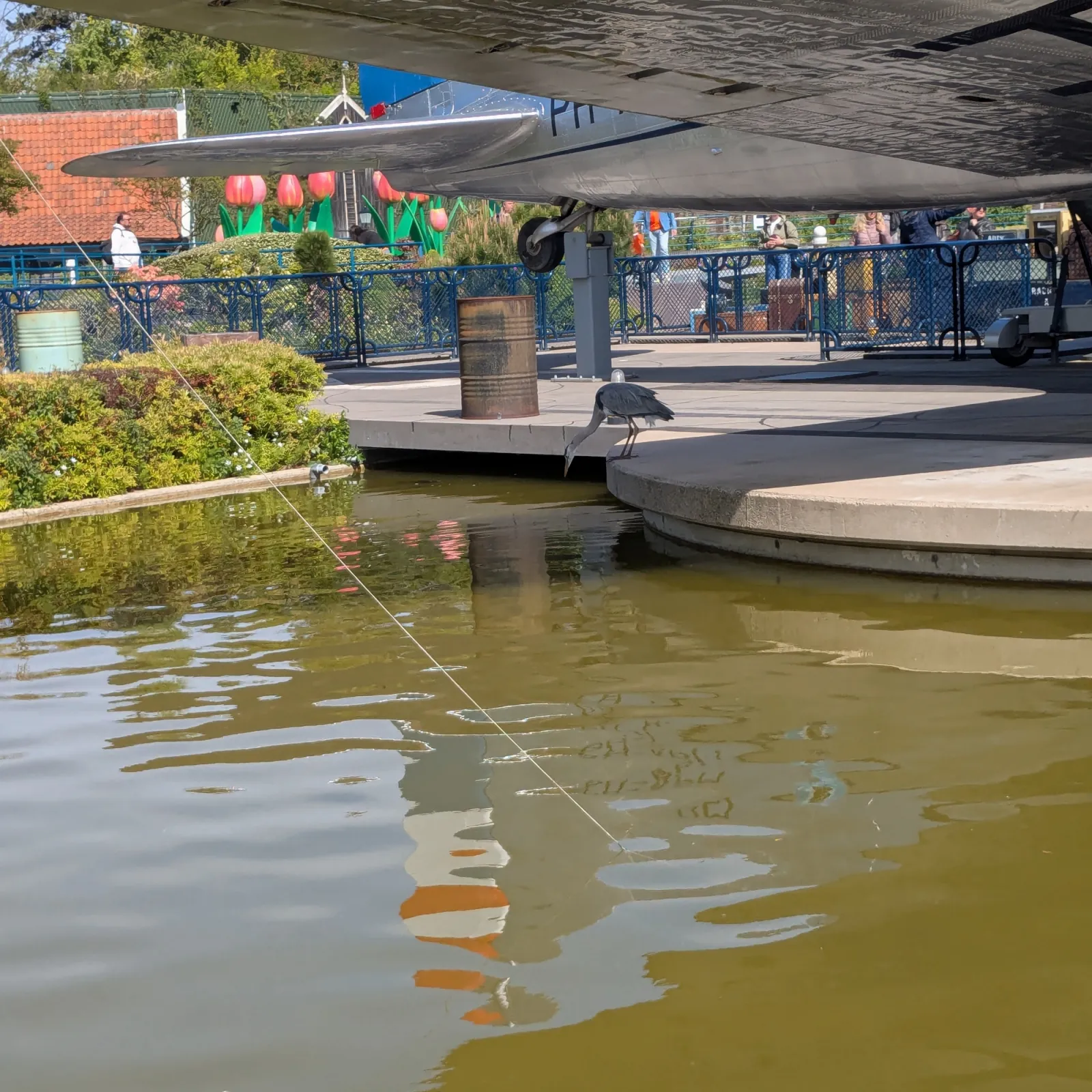 Gespotte Blauwe reiger