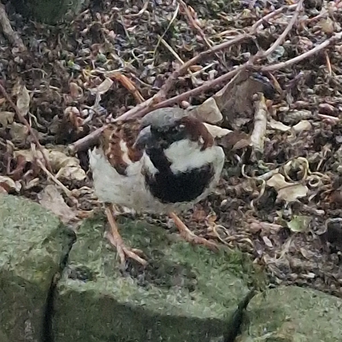 Gespotte Huismus